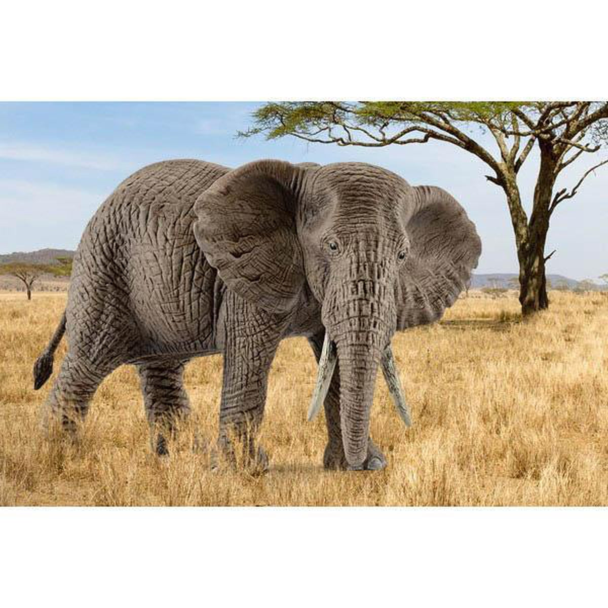 Schleich African elephant female-people, animals & lands-Schleich-Dilly Dally Kids