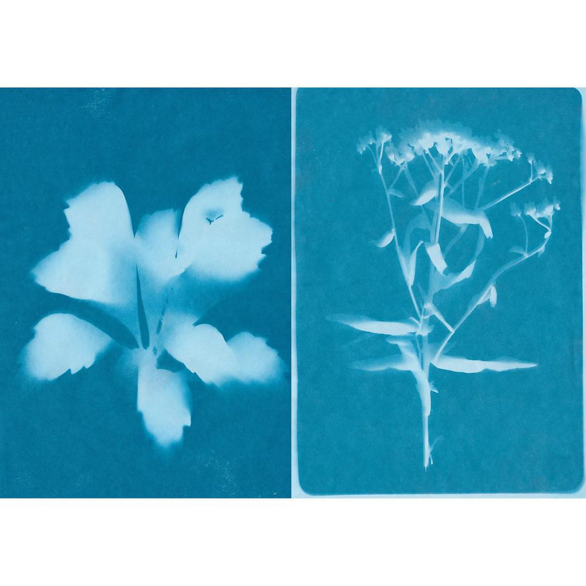 solar print paper-arts & crafts-Great West Wholesale-Dilly Dally Kids