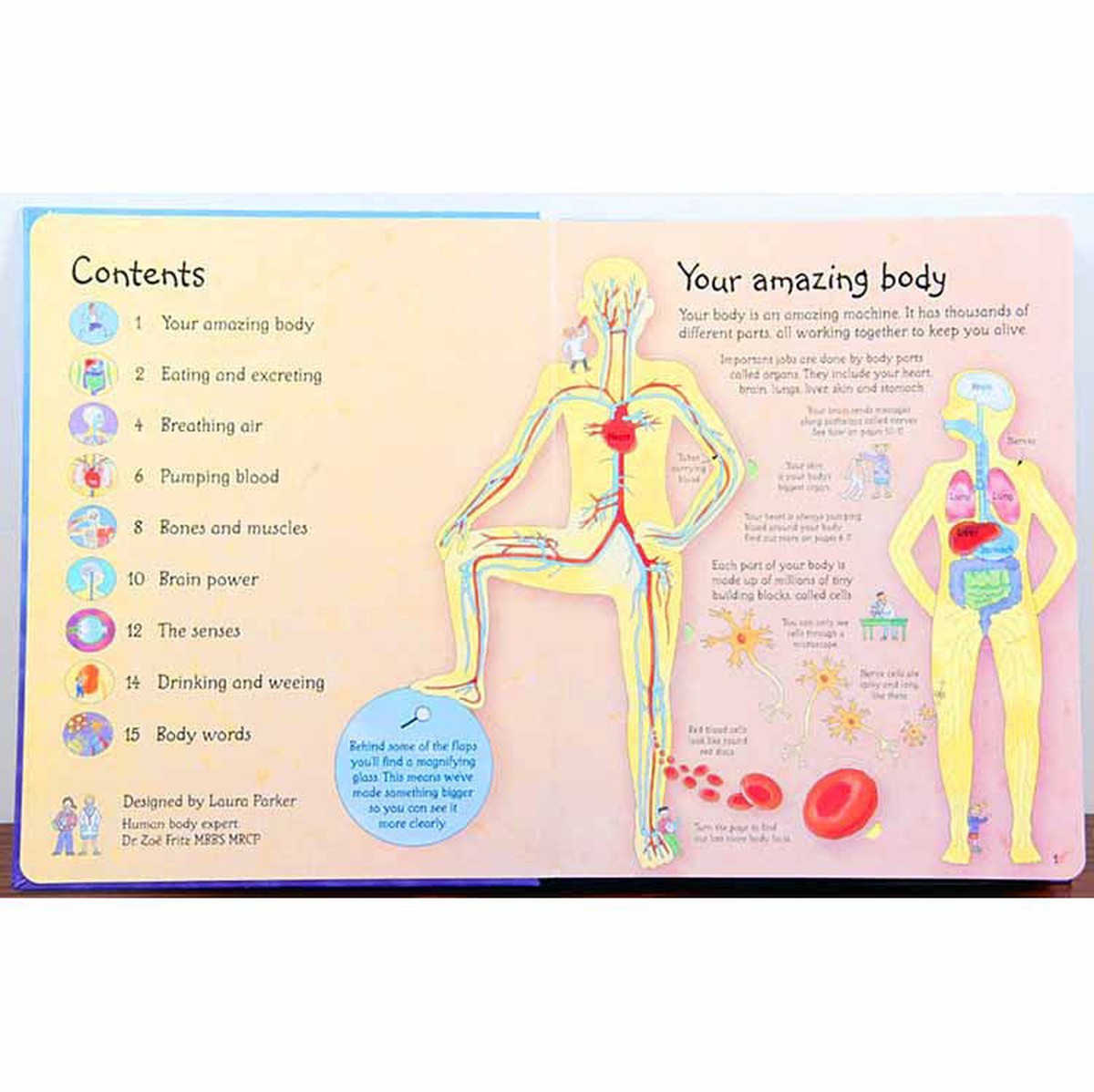 Usborne See Inside Your Body-books-Harper Collins-Dilly Dally Kids