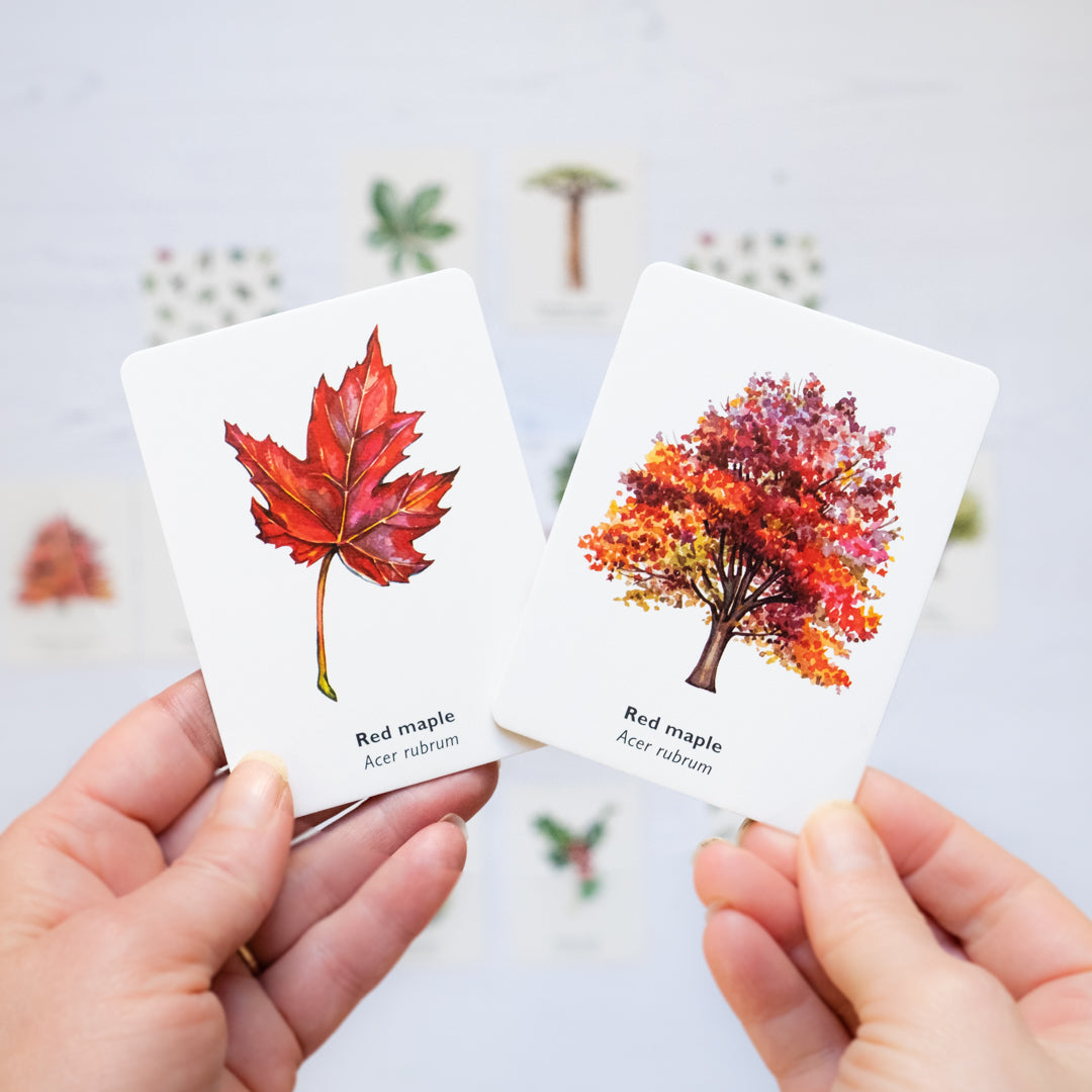 match a leaf tree memory game – Dilly Dally Kids