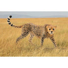 Schleich cheetah-people, animals & lands-Schleich-Dilly Dally Kids