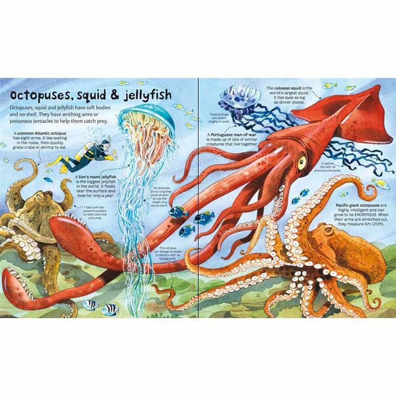 Usborne Big Book of Big Sea Creatures-science & nature-Harper Collins-Dilly Dally Kids