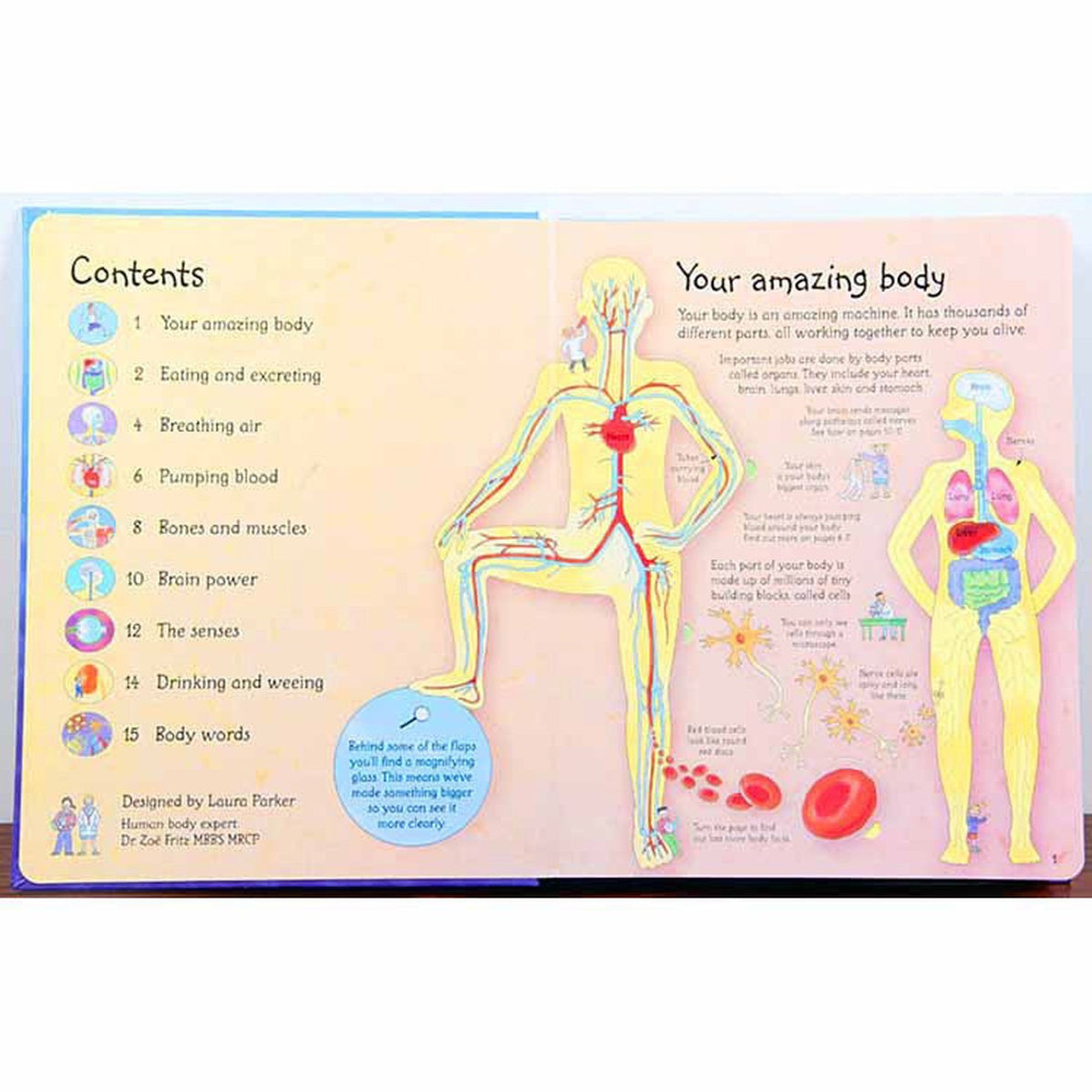 Usborne See Inside Your Body-books-Harper Collins-Dilly Dally Kids
